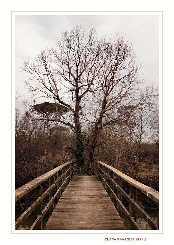 Un Ponte... per Terabithia