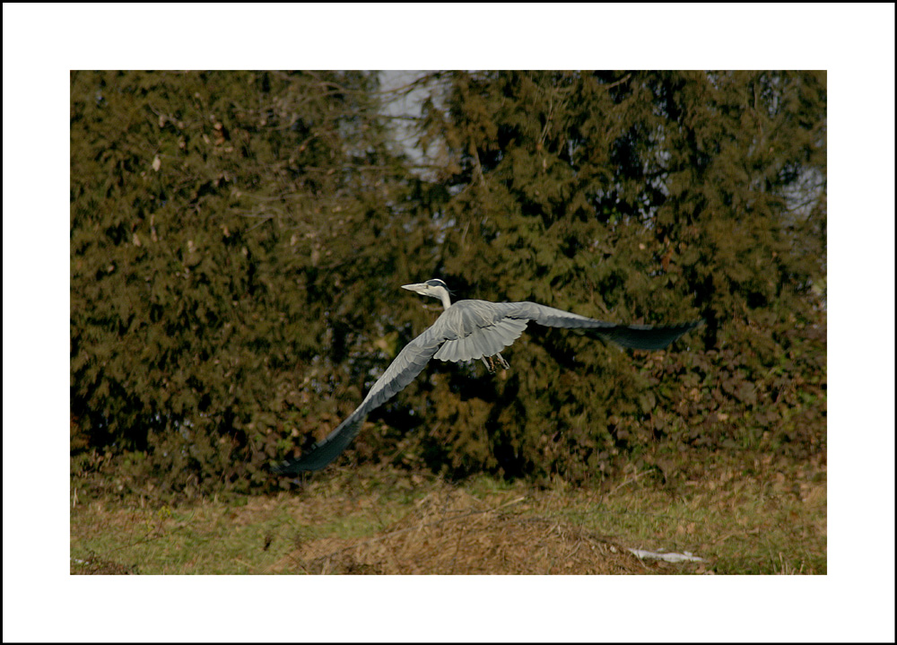 arione (anch' io il mio decollo)