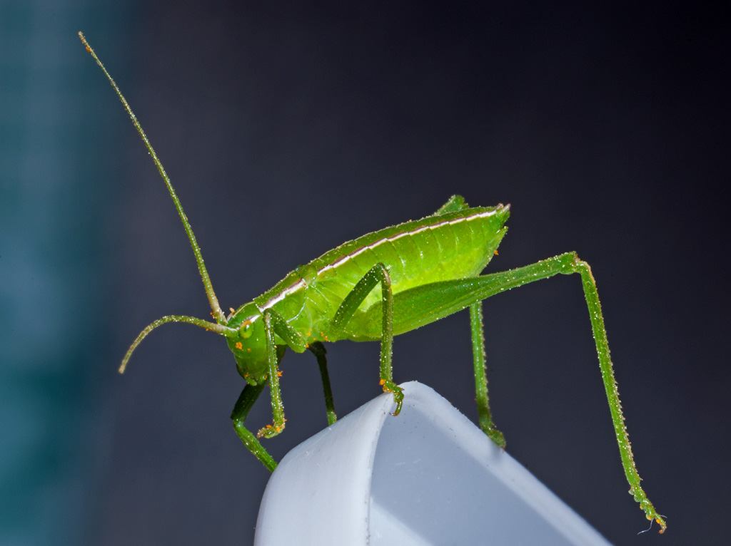 Tettigonia Viridissima Baby