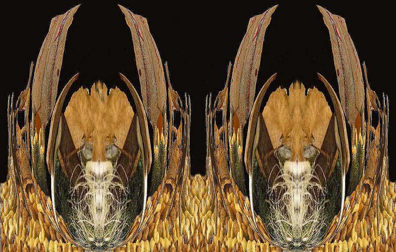 gli Elfi nel canneto