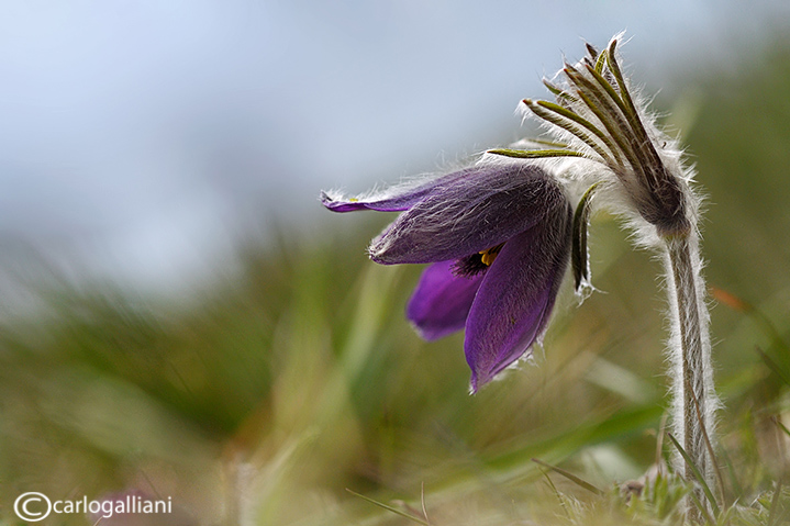 Pulsatilla montana