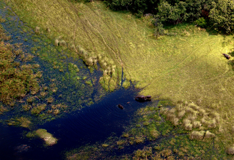Hippos-by-the-air