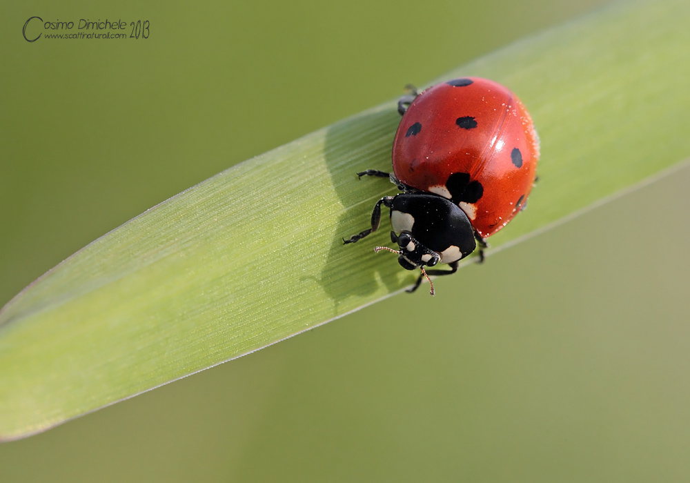 Coccinella