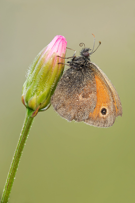 farfalla e fiore selvatico
