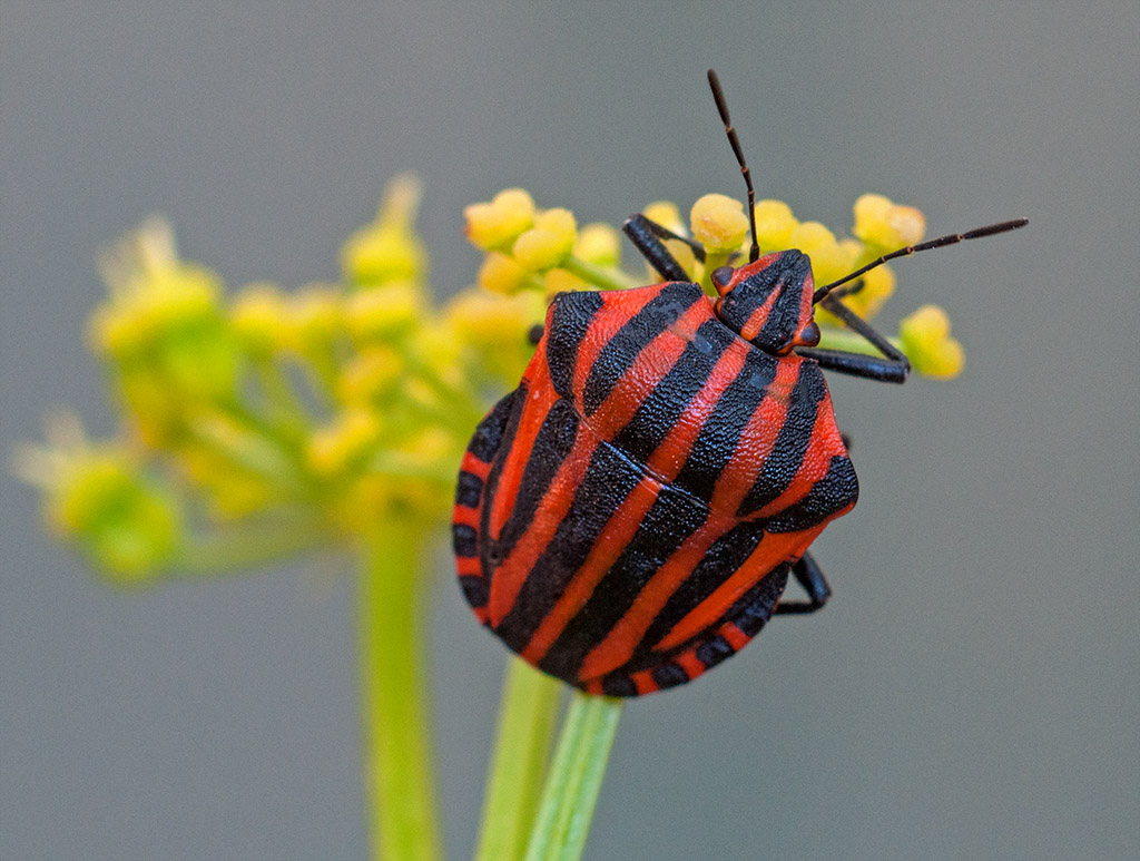 Heteroptera-Pentatomidae: Graphosoma lineatum