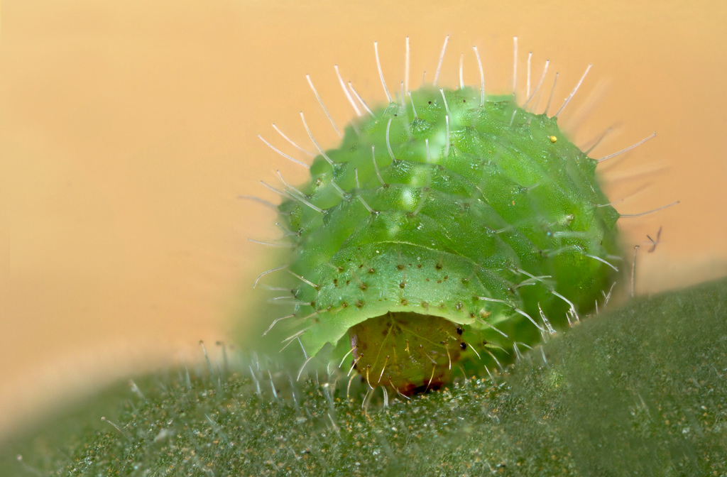 Non sono un riccio ...