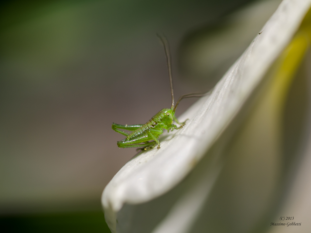 tintarella di luna...