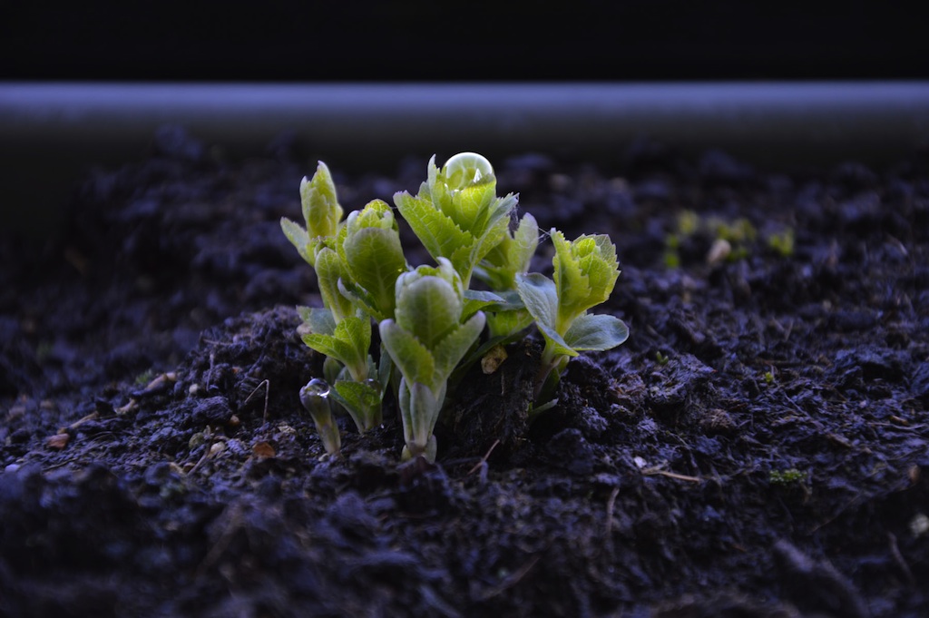 Primi risvegli a primavera