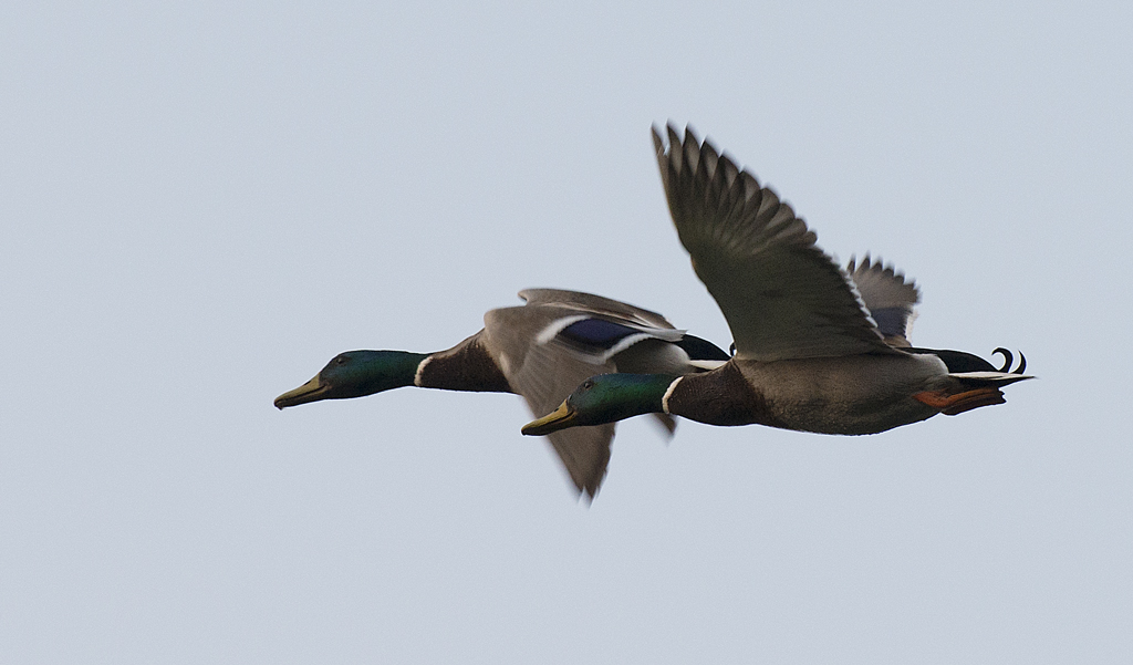 Volo serale di due germani reali