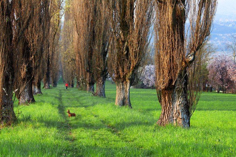 WALKING ON A COUNTRY PATH