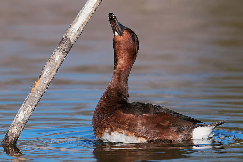 Moretta Tabaccata # 1