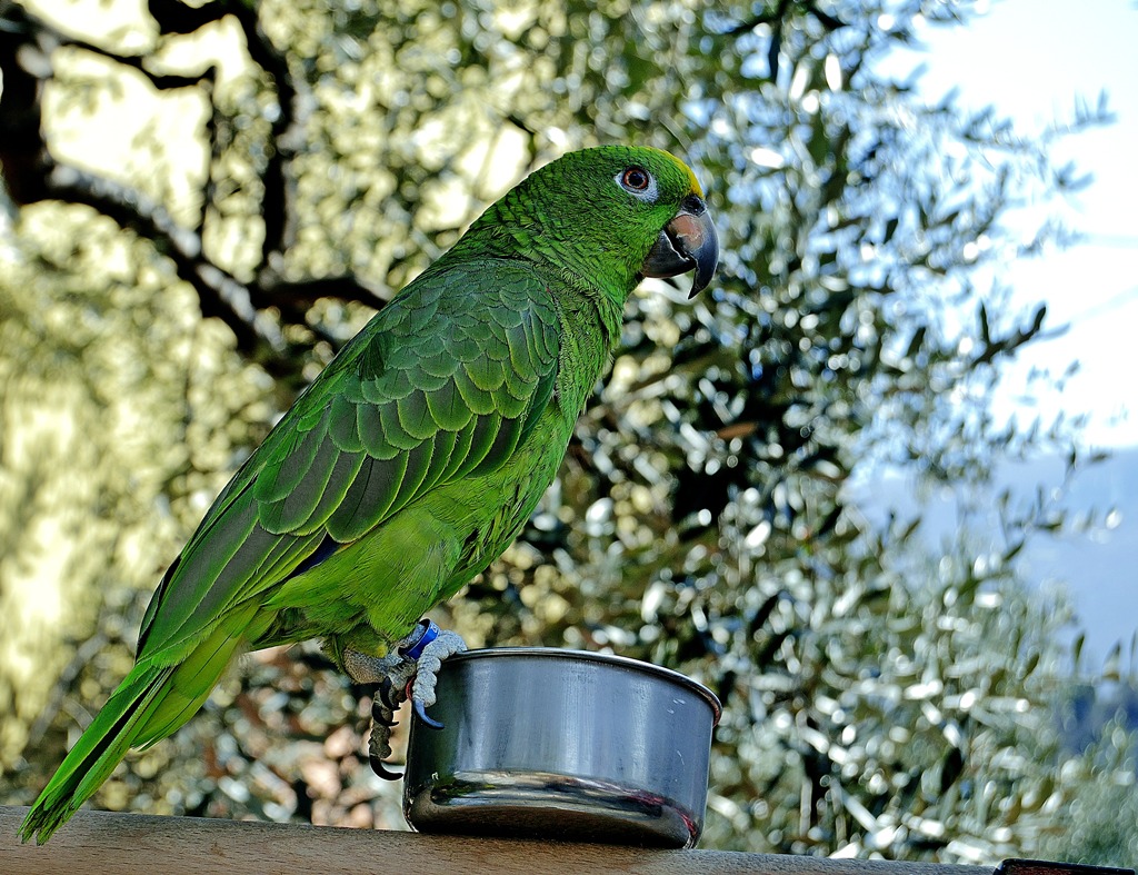 Non toccare il mio piatto!!!