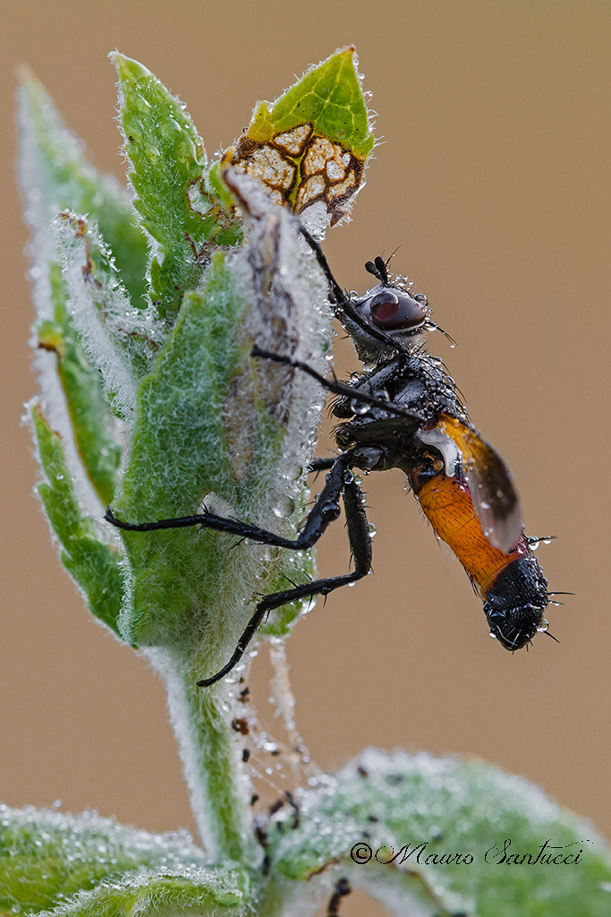 Cylindromyia-brassicaria