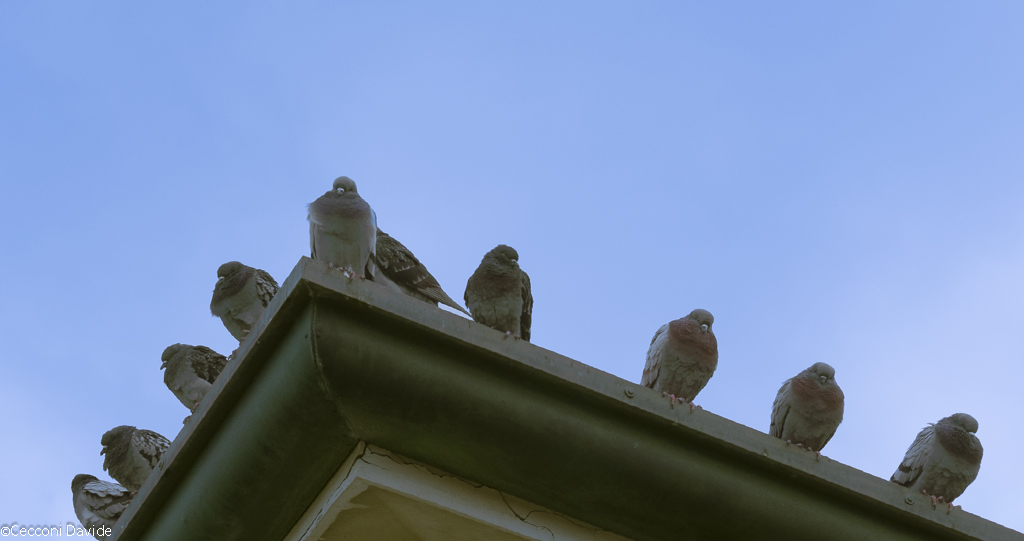 Piccioni sul cornicione