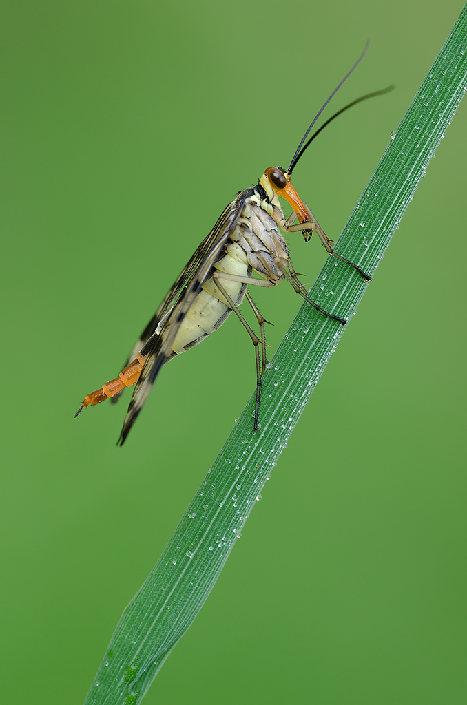Mosca scorpione