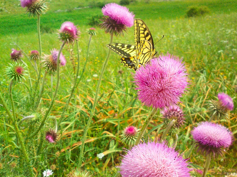 Into the wild (nature)