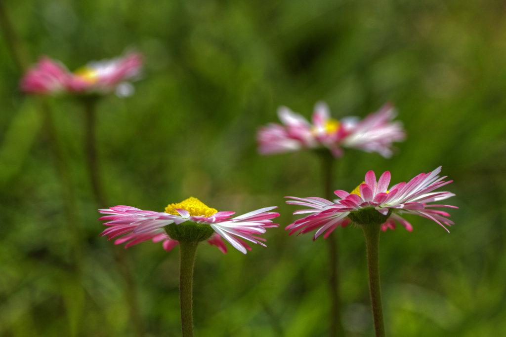 sbocciano le margherite