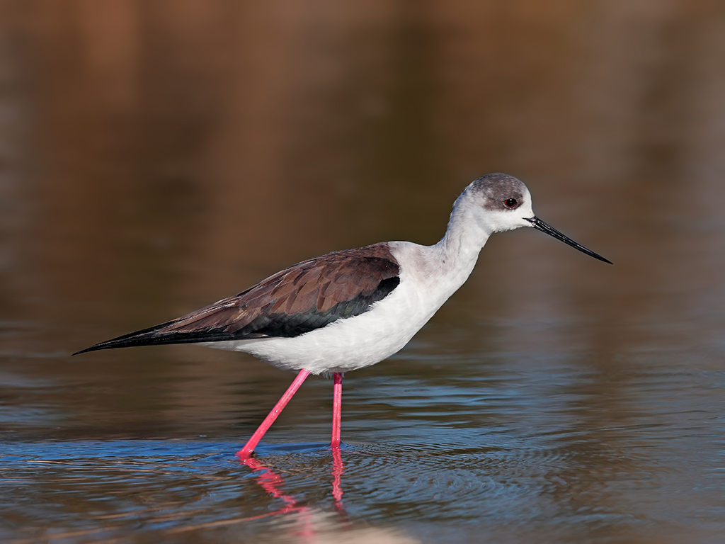 Cavalieri d'Italia # 2