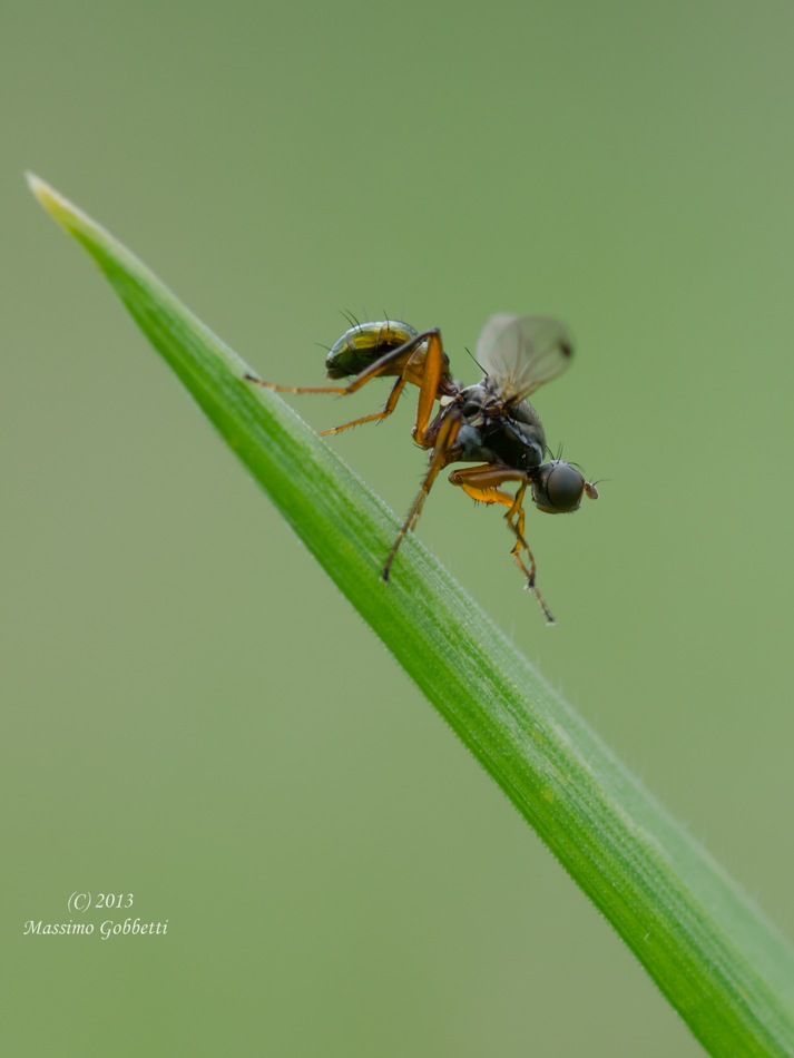sfregando le zampine