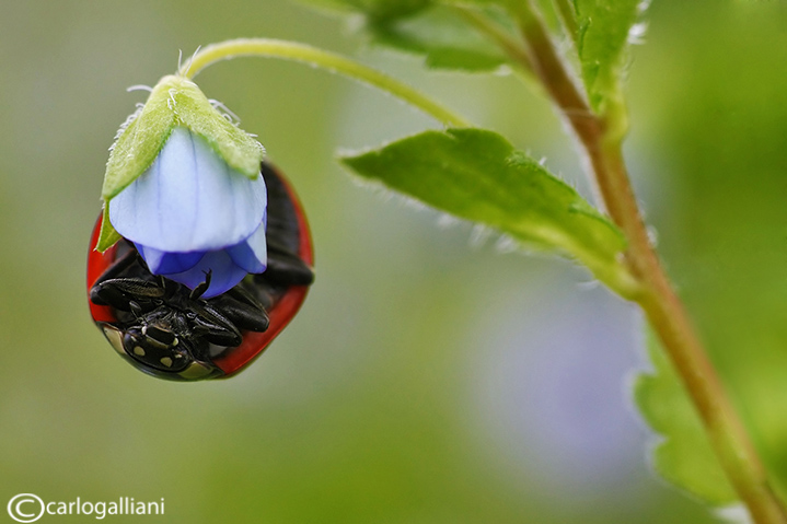 L'equilibrista