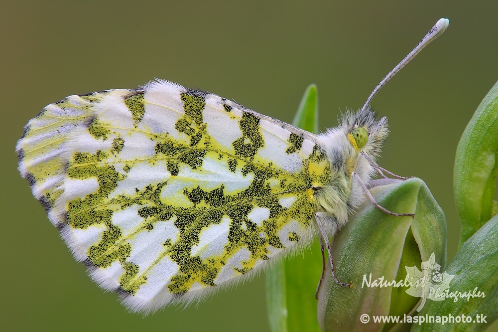 ...Anthocharis cardamines...