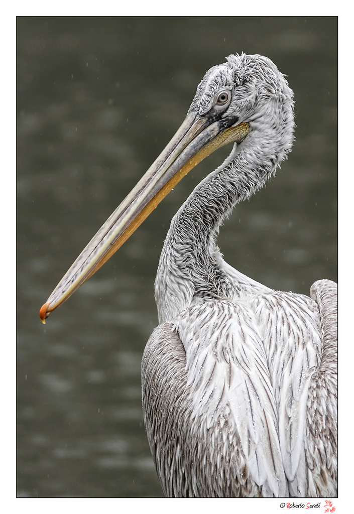 Ritratto di pellicano riccio