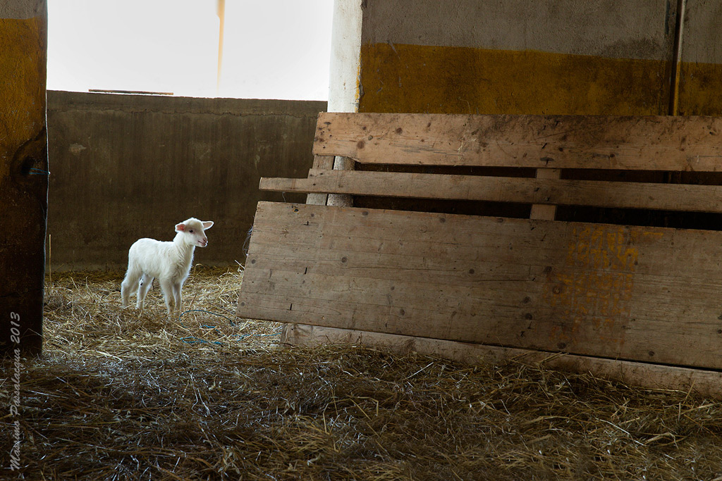 Un pastore, il suo cane, il suo gregge