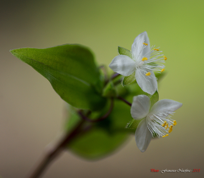 Fiorellino di campo ...