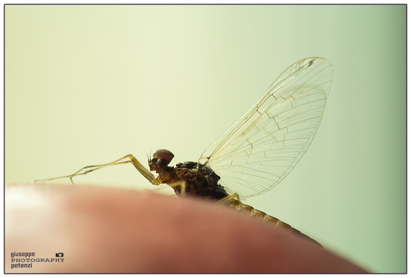 Effimera piccolissima