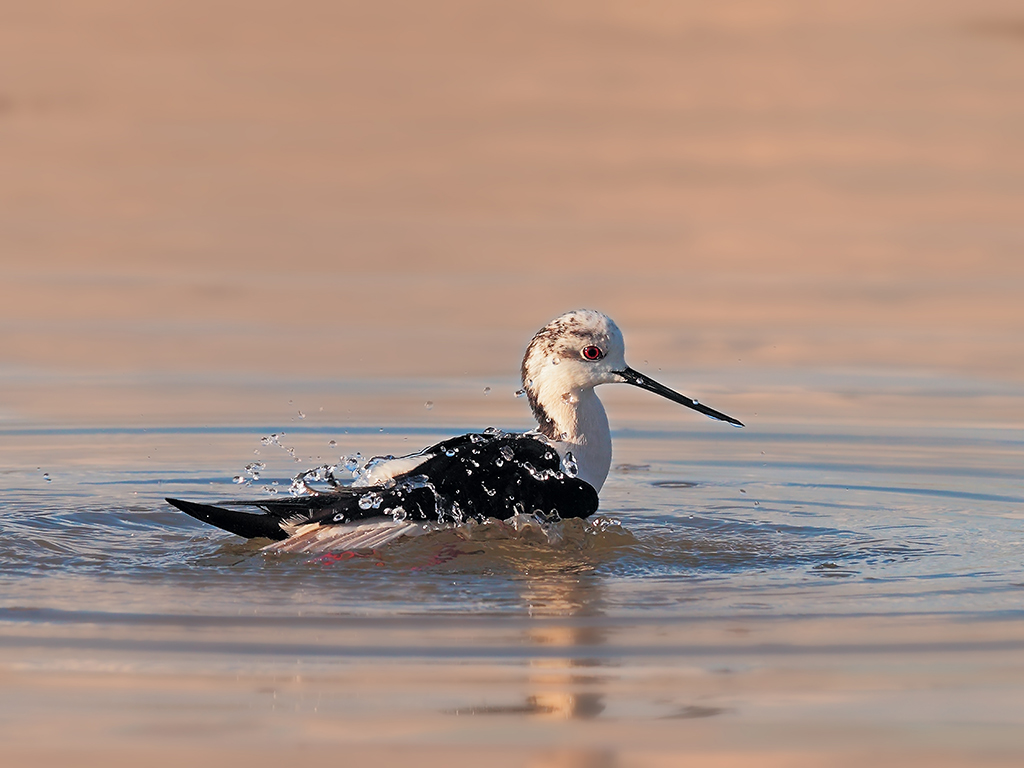 Cavalieri d'Italia # 3