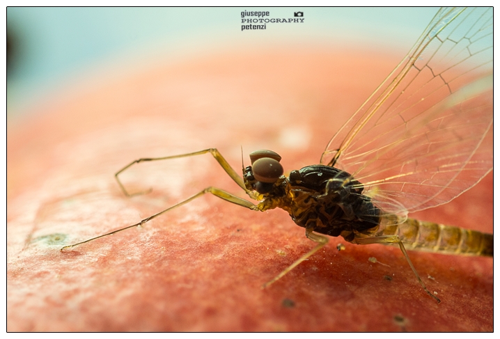 Effimera (dettaglio)