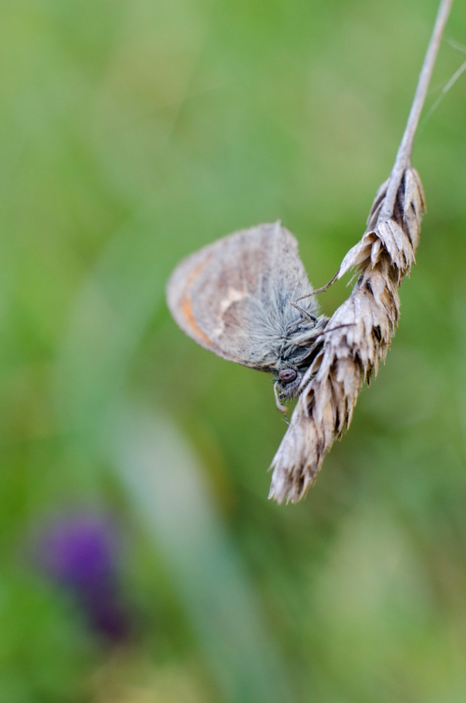 Coenonympha pamphilus