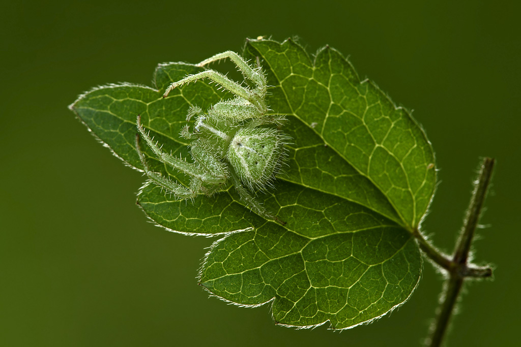 Heriaeus sp Thomiside