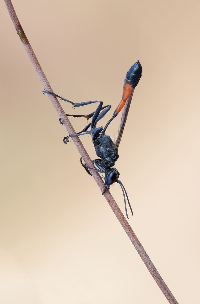 Ammophila procera