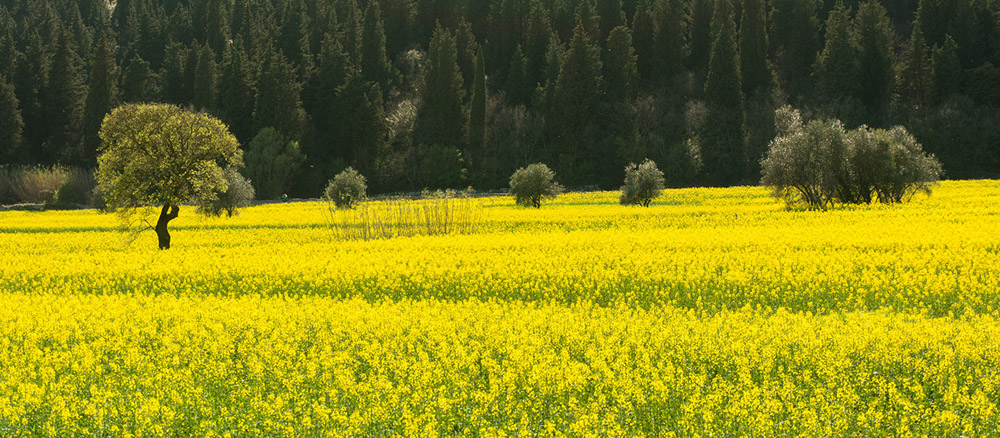 Primavera a travalle