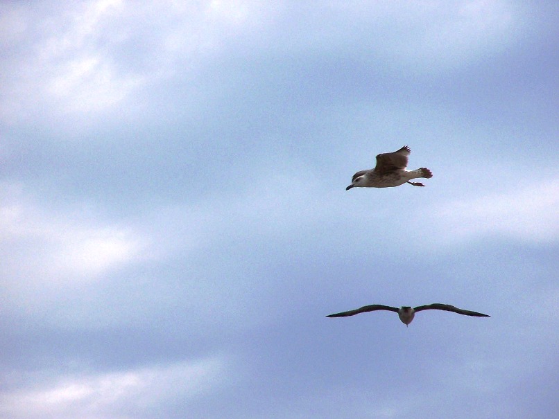 Vi prento i Gabbiani