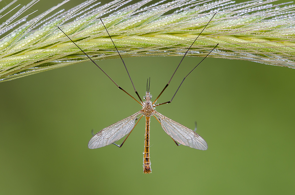 Tipula