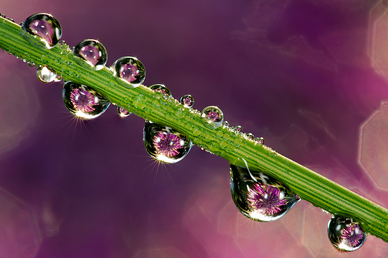 purple drops