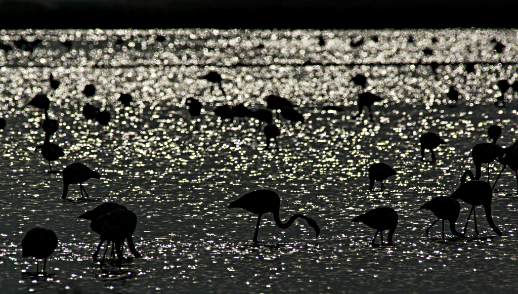 fenicotteri in controluce