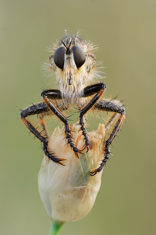 l'attesa del cacciatore