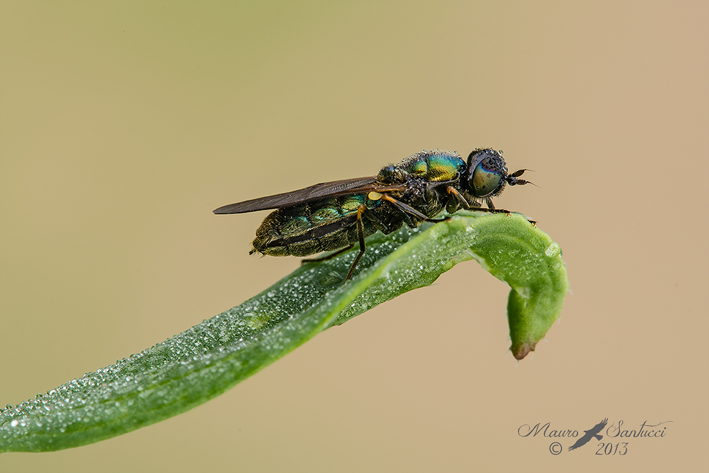 Chloromyia-formosa femmina