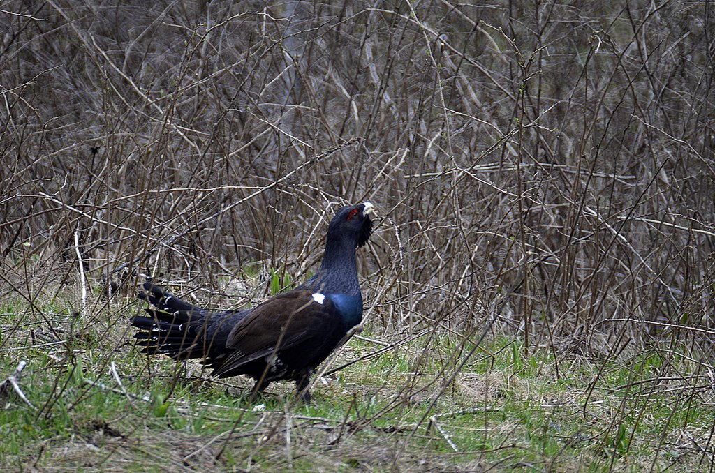 il canto del gallo....cedrone