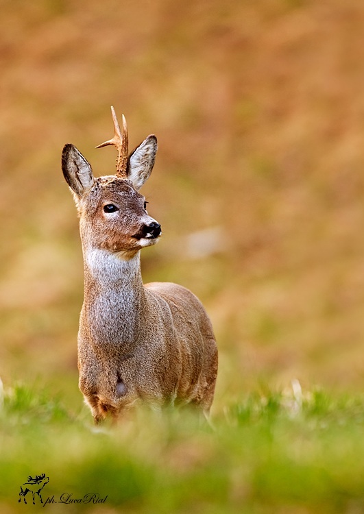 Capriolo - Chevreuil