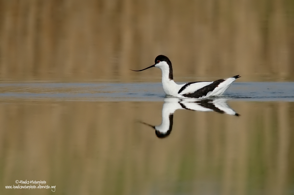 Avocetta