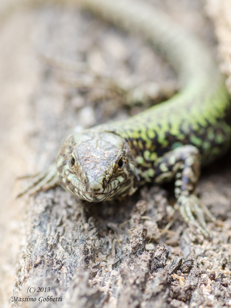 faccia a faccia con il drago