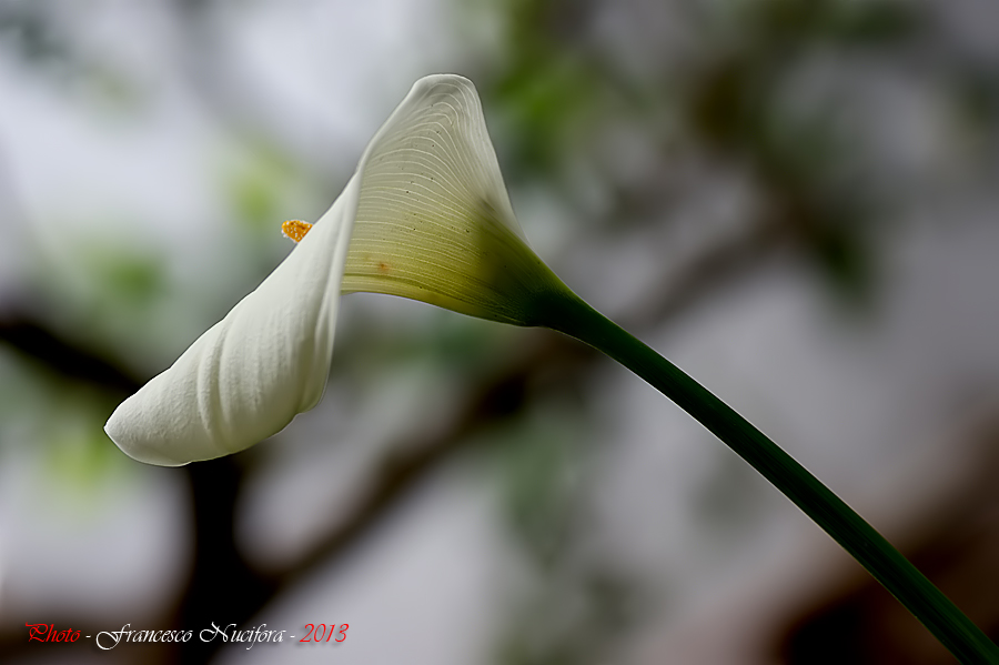 Calla 2