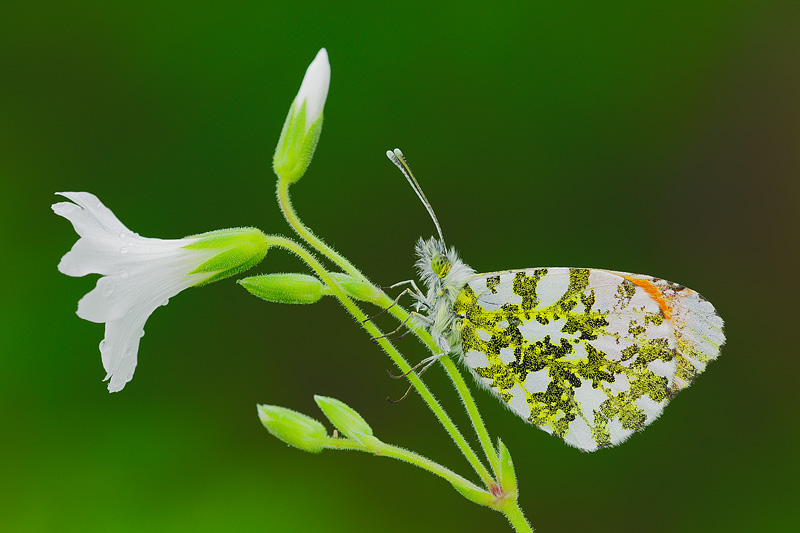 Anthocharis cardamines (Linnaeus, 1758) M