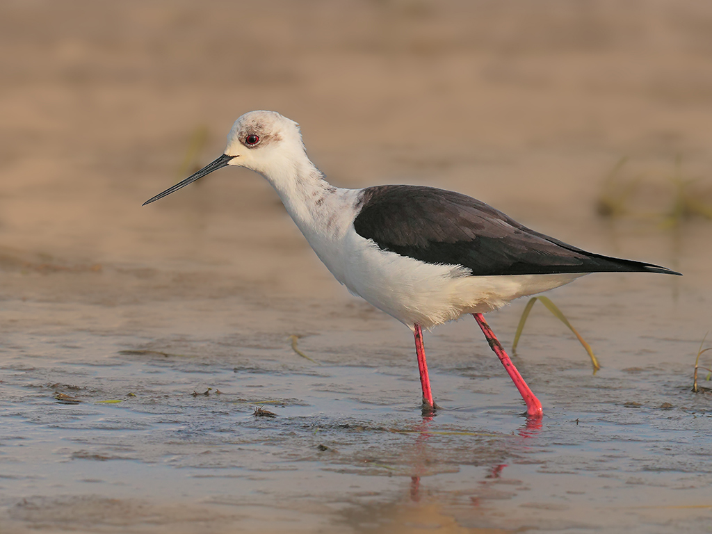 Cavalieri d'Italia # 5