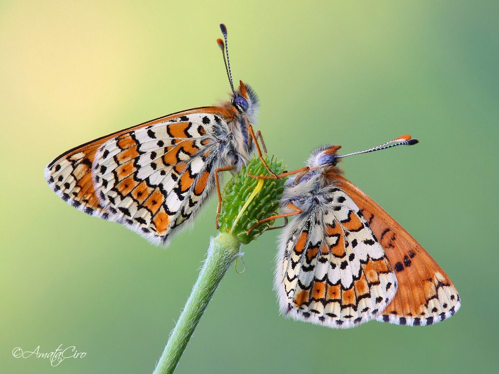 Melitaea cinxia (Linnaeus, 1758)