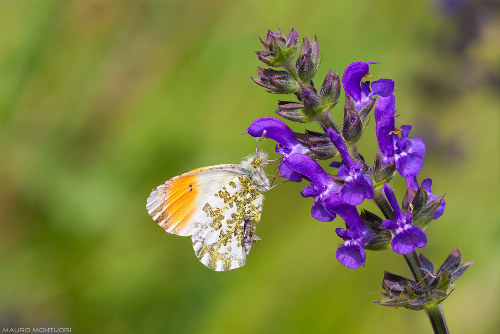Anthocharis Cardamines